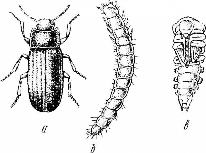 Большого мучного хрущака (Tenebrio Molitor)
