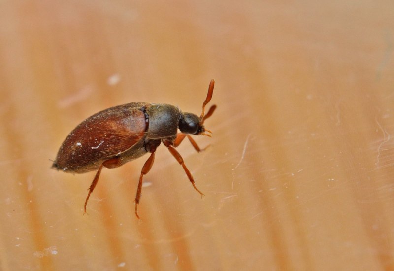 Суринамский мукоед