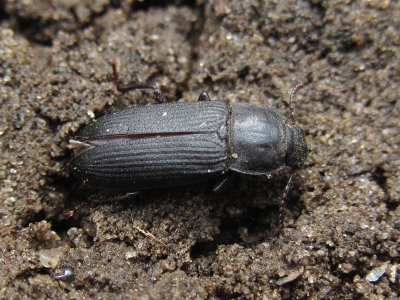 Жук черный хрущак