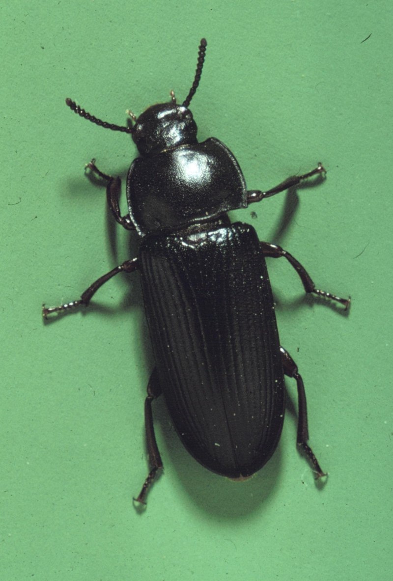 Гнездо жука хрущак черный