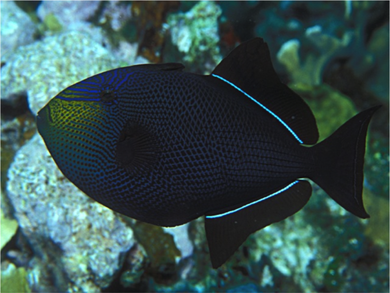 Спинорог черный краснозубый