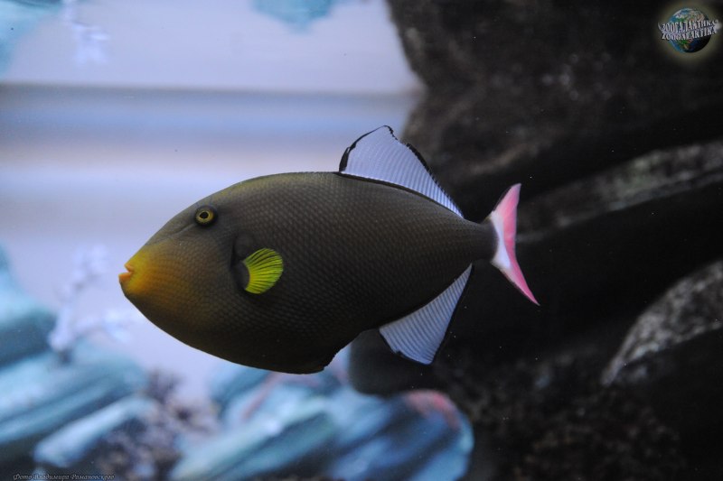 Розовохвостый спинорог