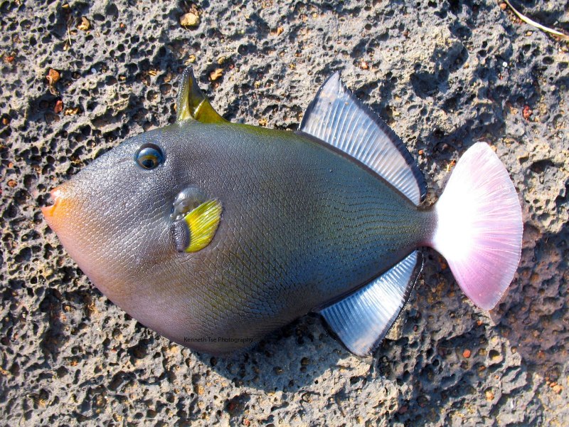 Индийский спинорог