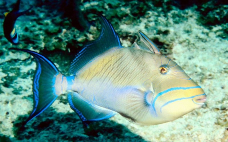 Спинорог индийский, m /Melichthys indicus (7-9см)