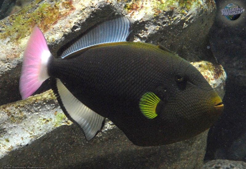 Розовохвостый спинорог