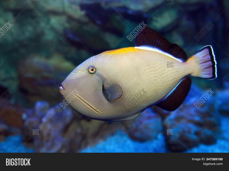 Спинорог мелихт черный