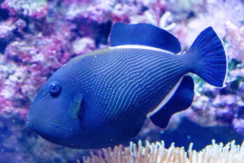 Рыба спинорог Средиземного моря