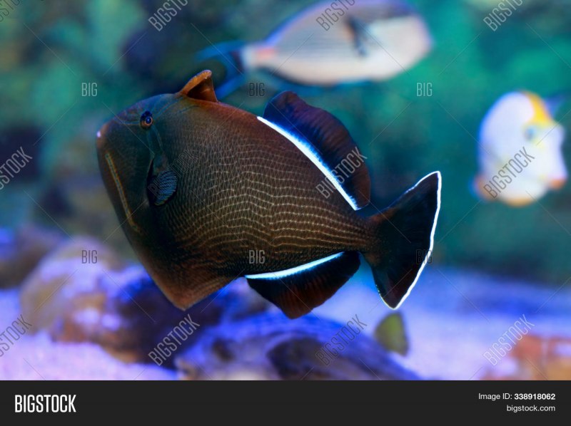 Спинорог нигер