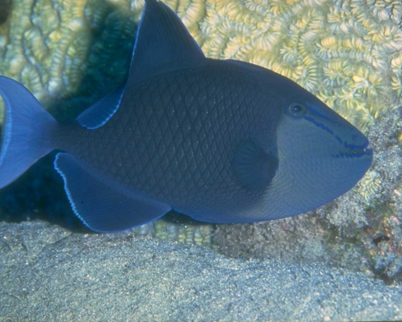 Синелицый спинорог