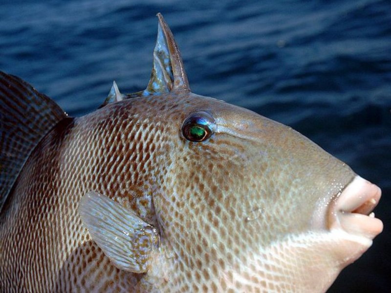 Углохвостый спинорог