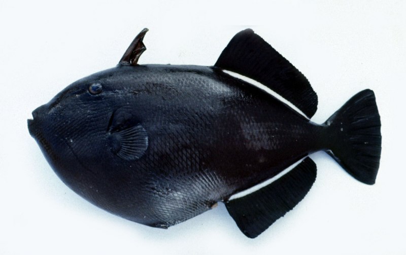 Спинорог мелихт черный