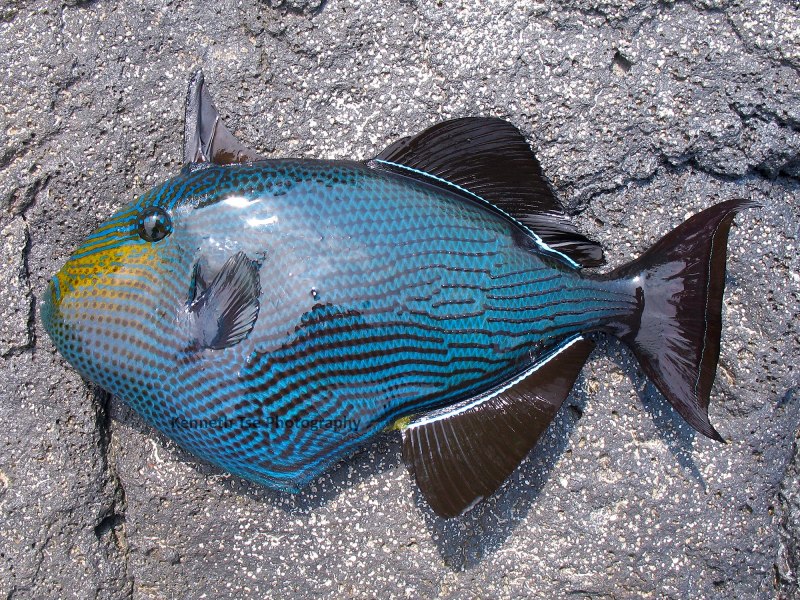 Спинорог мелихт индийский