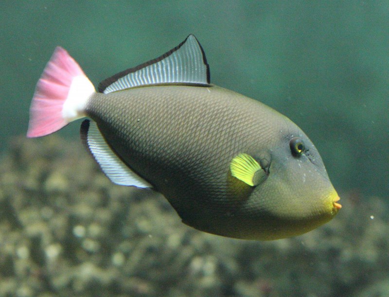 Розовохвостый спинорог