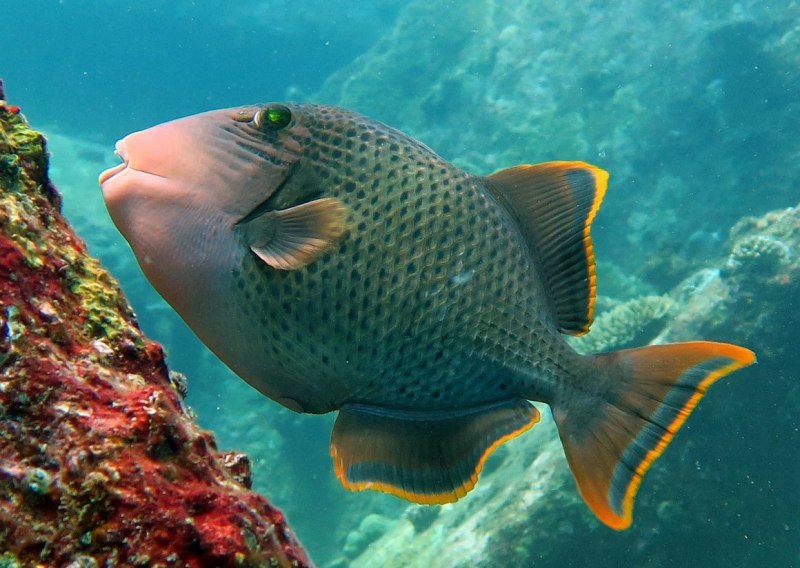 Королевский спинорог