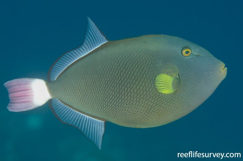 Спинорог-мелихт Розовохвостый (бурый)