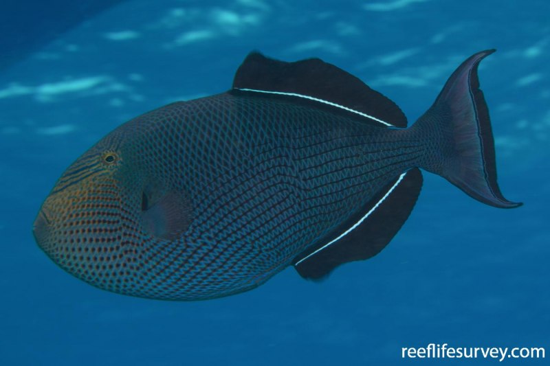 Рыба спинорог черный