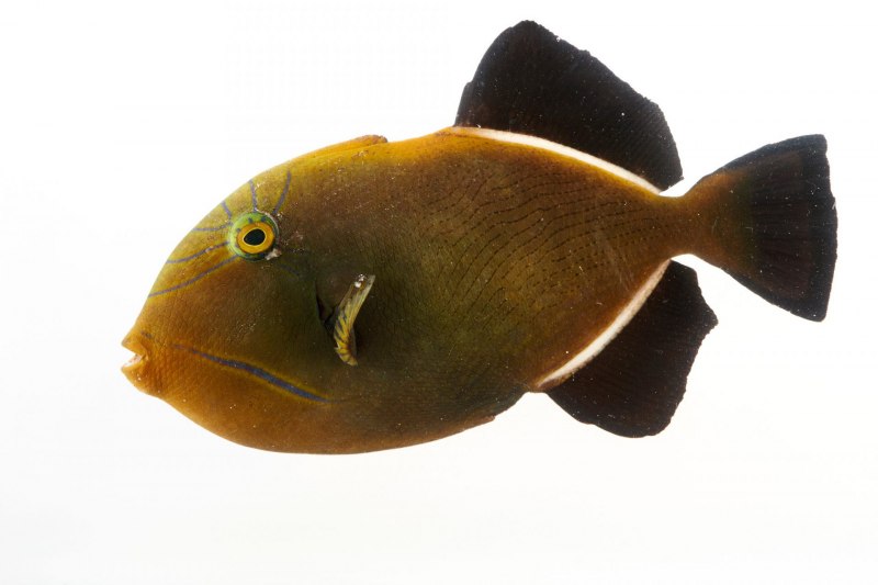 Морская рыбка спинорог