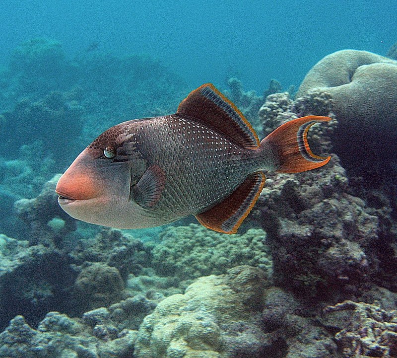 Melichthys indicus indian Triggerfish