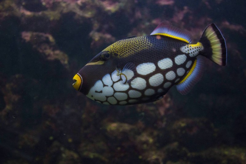 Спинорог нигер