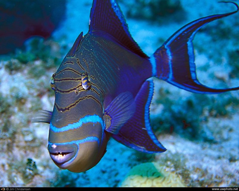 Ринекант Пикассо рыба