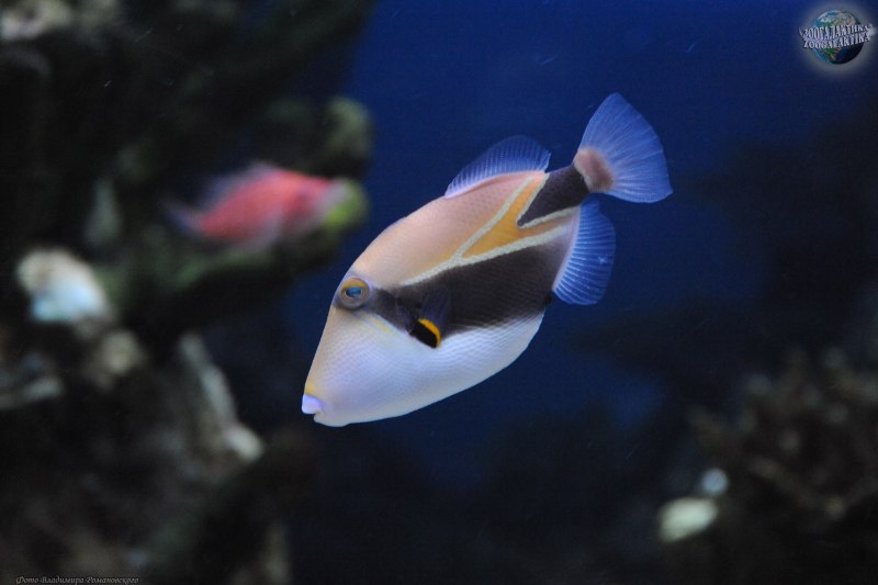 Спинорог черный, m/Melichthys Niger