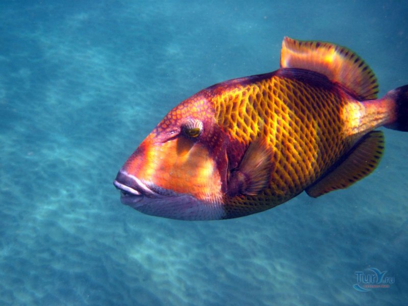 Спинорог Титан триггер