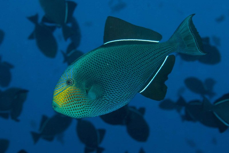 Спинорог мелихт черный