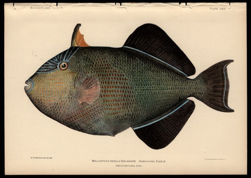 Краснозубый спинорог