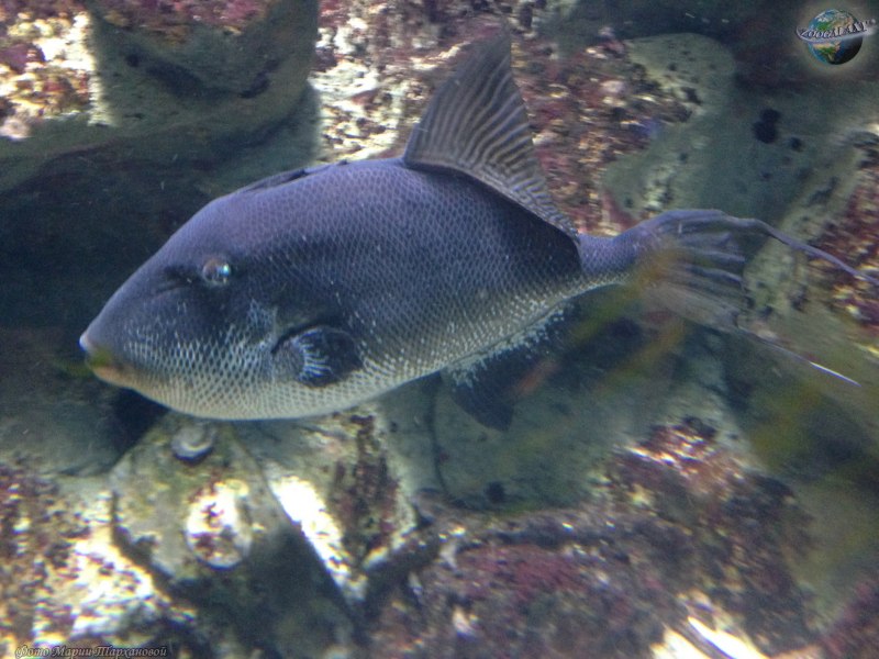 Индийский спинорог