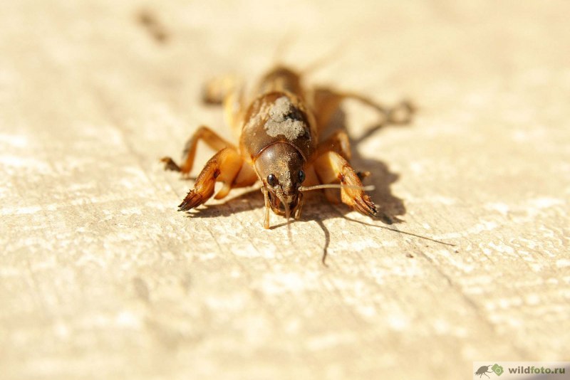 Жук капустянка