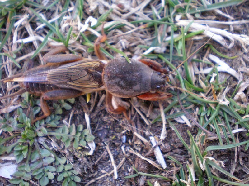 Капустная Белянка