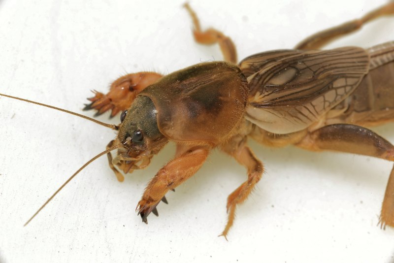 Белянка желтокрылая