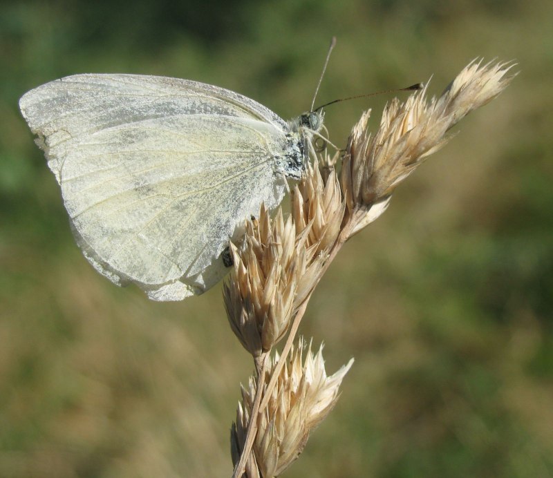 Тайваньская медведка