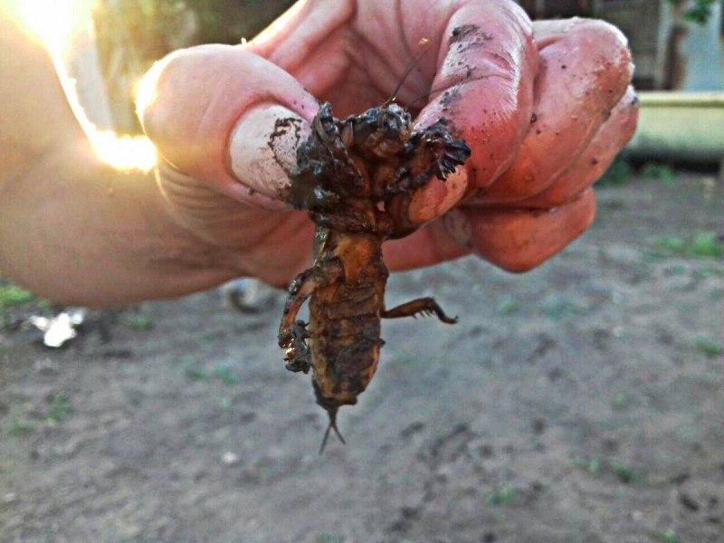 Зеленая гусеница бабочка капустница