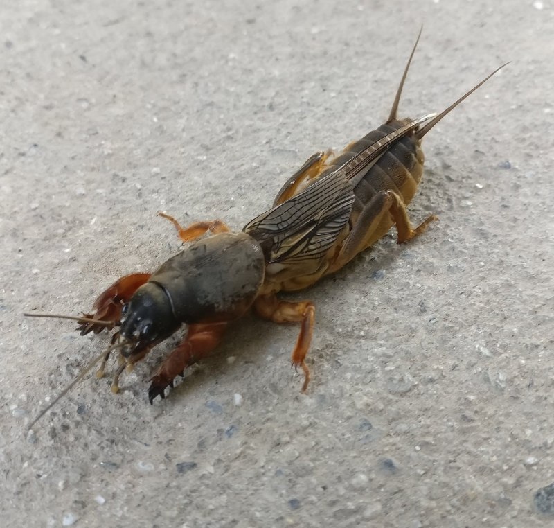 Медведка насекомое