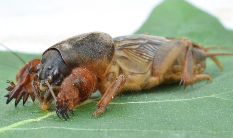 Капустянка медведка