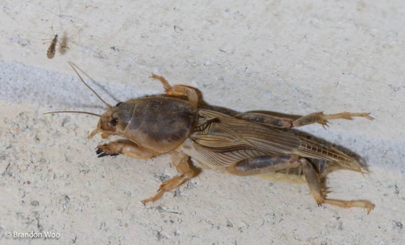 Капустница медведка