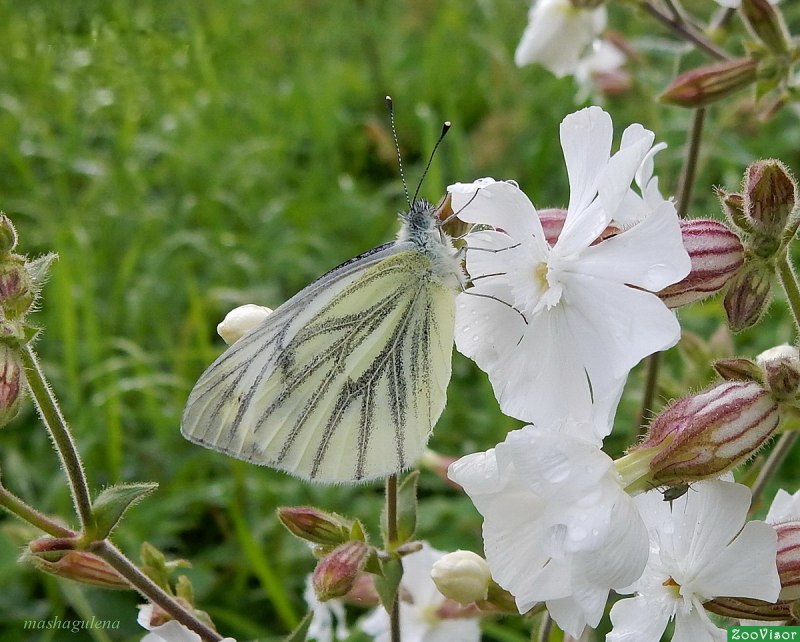 Бабочка капустница