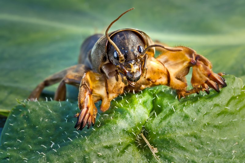 Медведка с крыльями