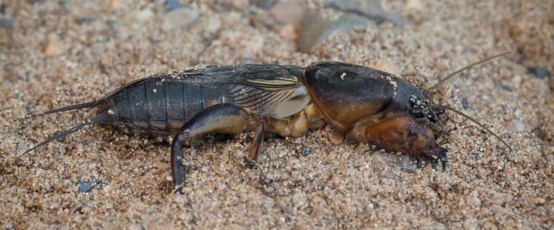 Капустянка гранит