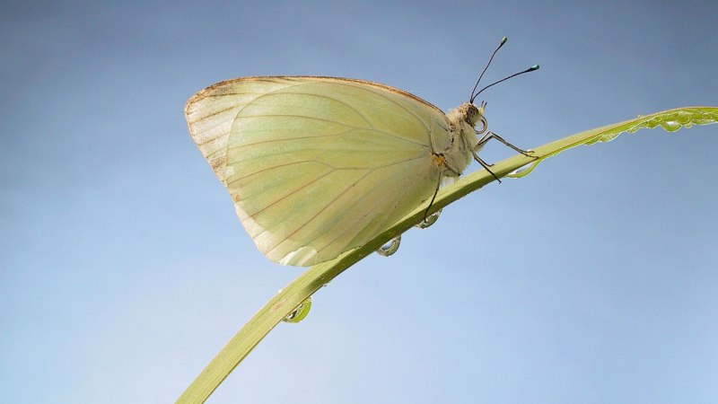 Отряд Прямокрылые медведка