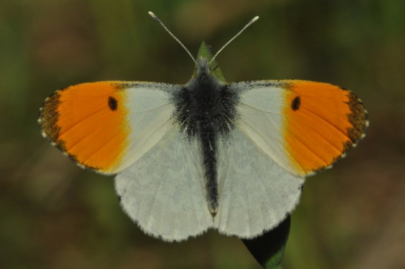 Медведица Кайя гусеница