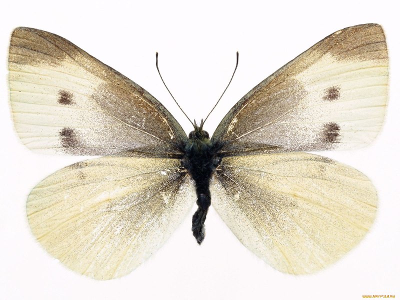 Жук медведка