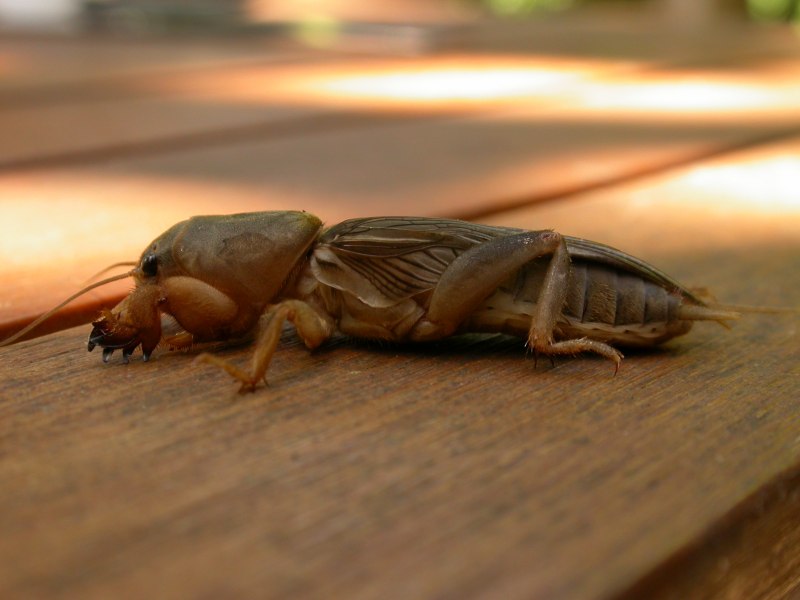 Бабочка лимонница самка