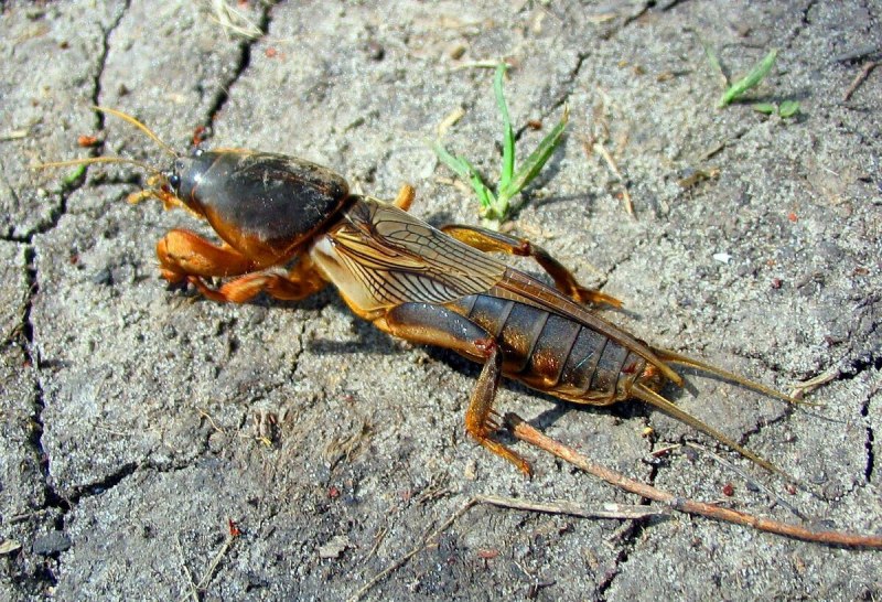 Лимонница крушинница