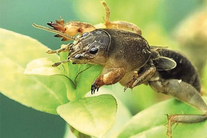 Медведка насекомое Норы