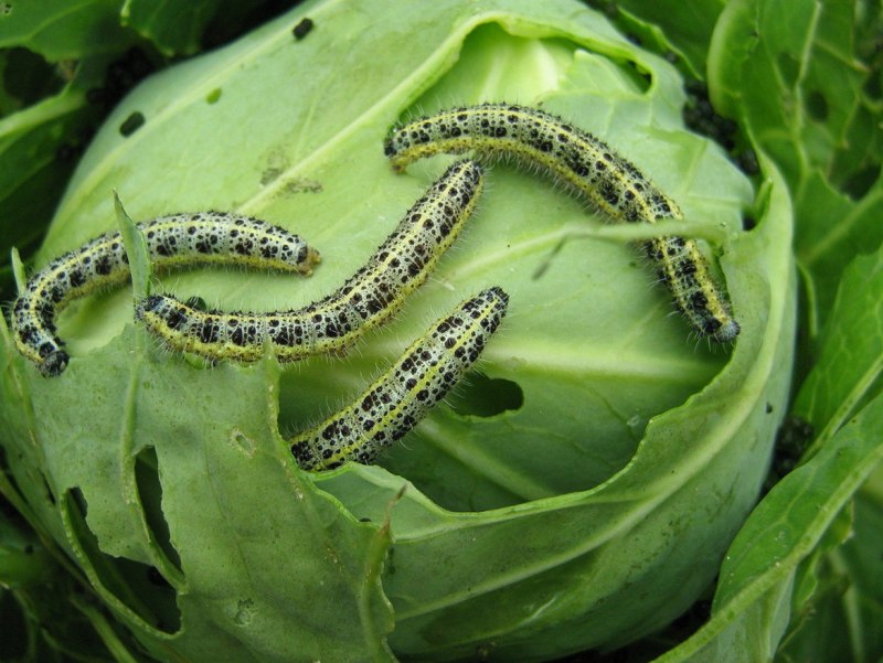 Капустница медведка