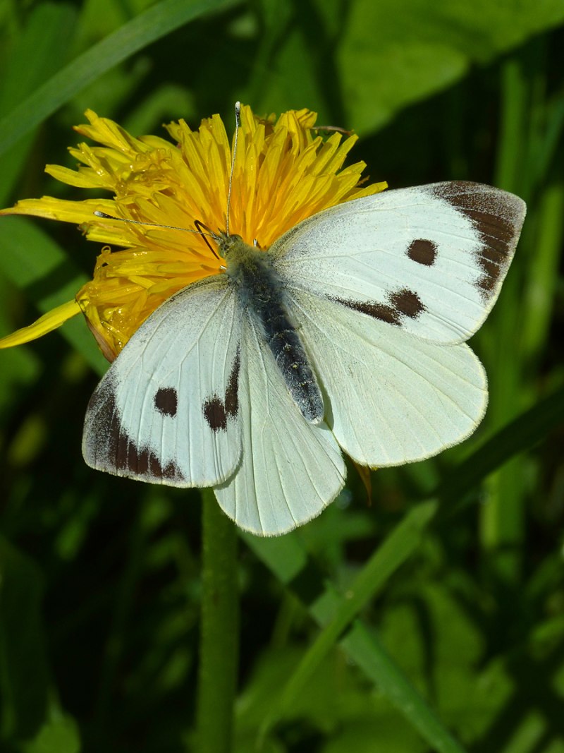 Бабочка Белянка капустница