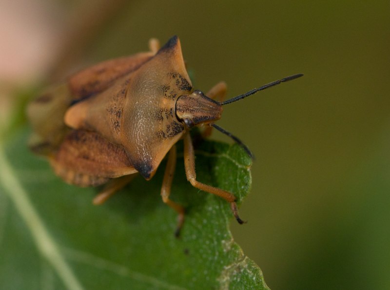Сверчок медведка
