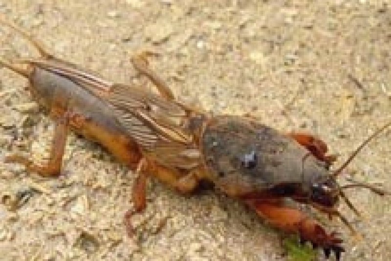 Личинка майского жука и медведки